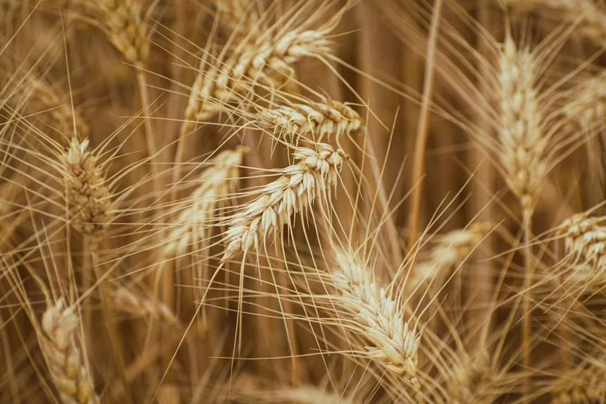 Barley