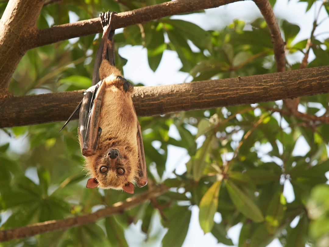 Bats