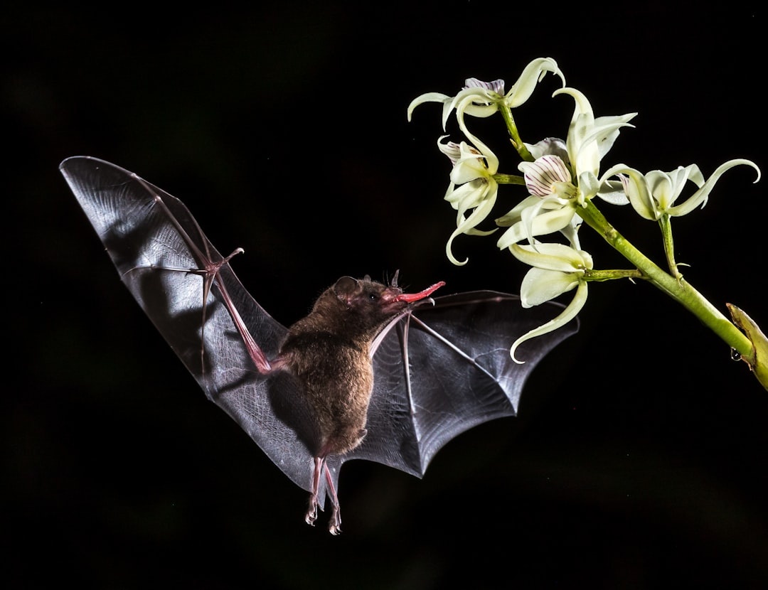 Bats