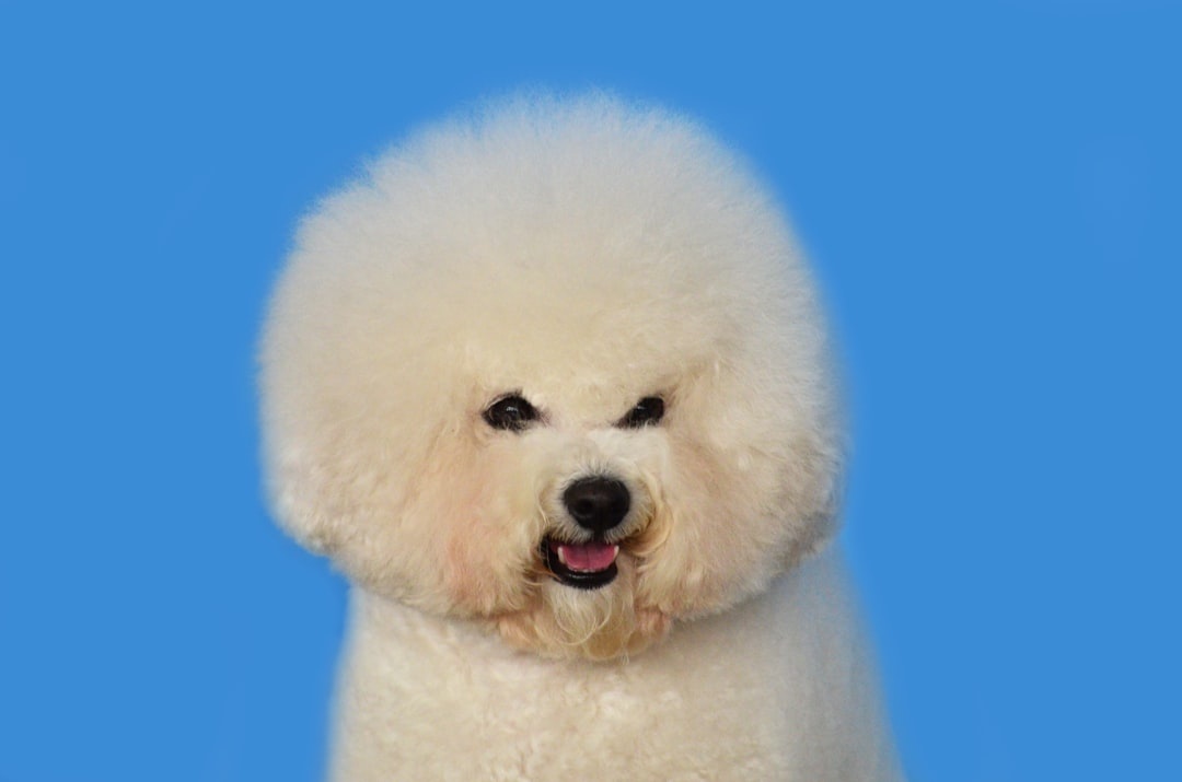 Bichon