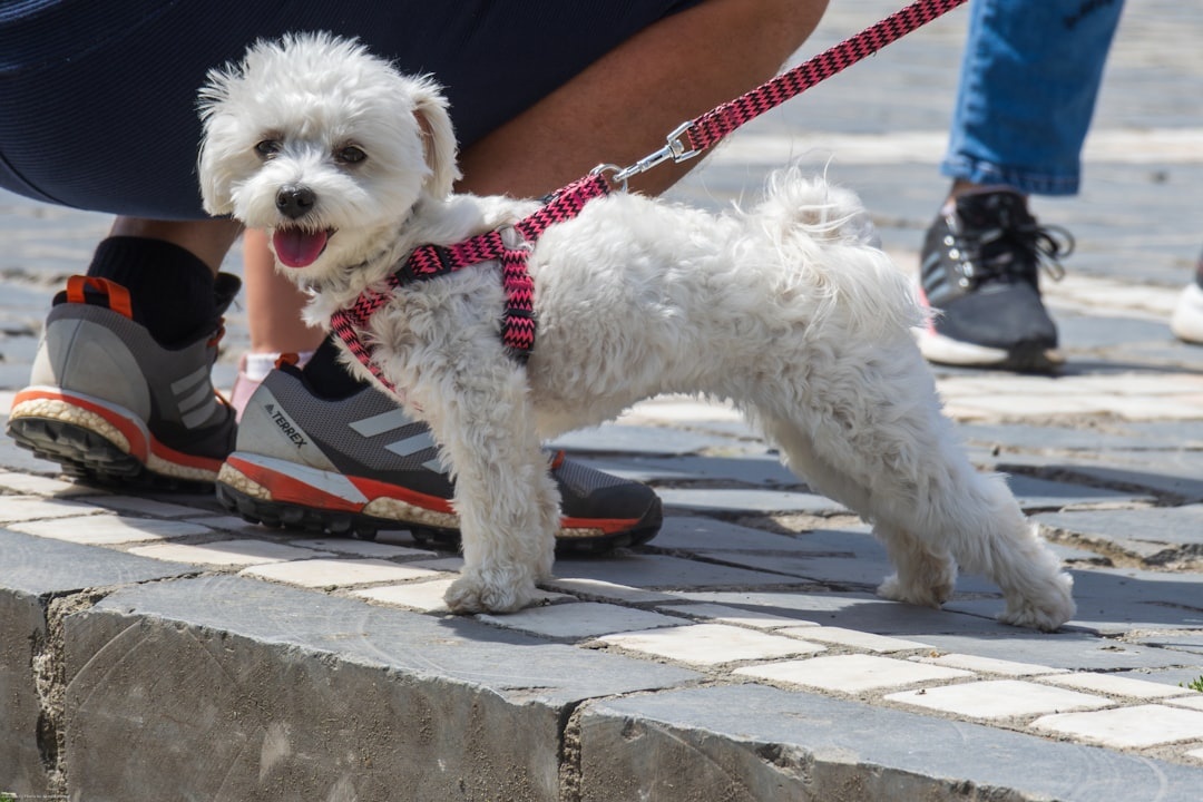 Bichon