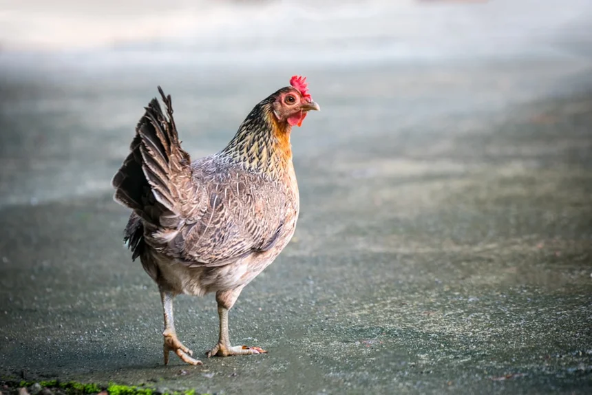 Chicken