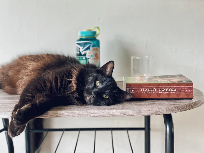 Companion