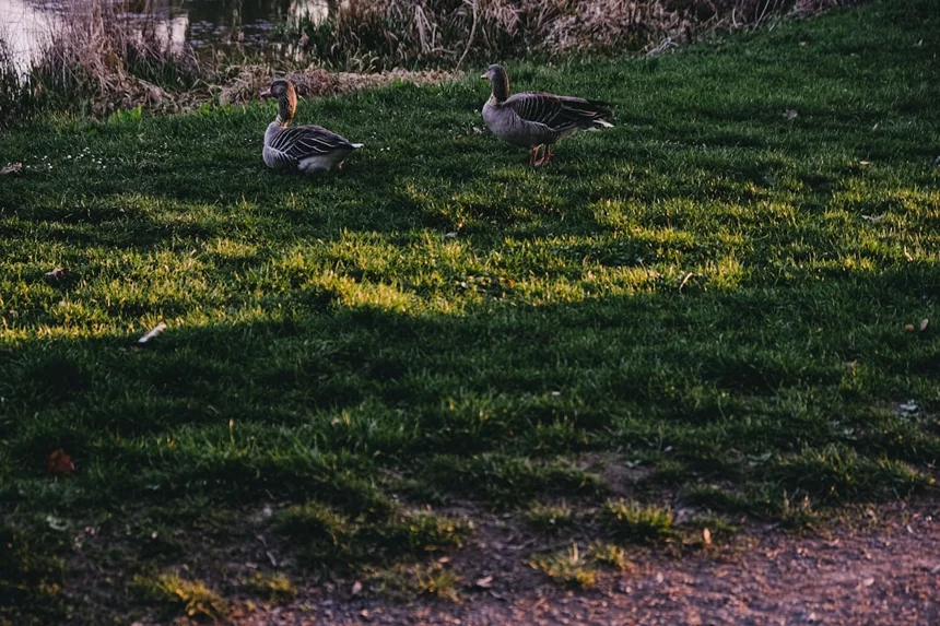 GANs
