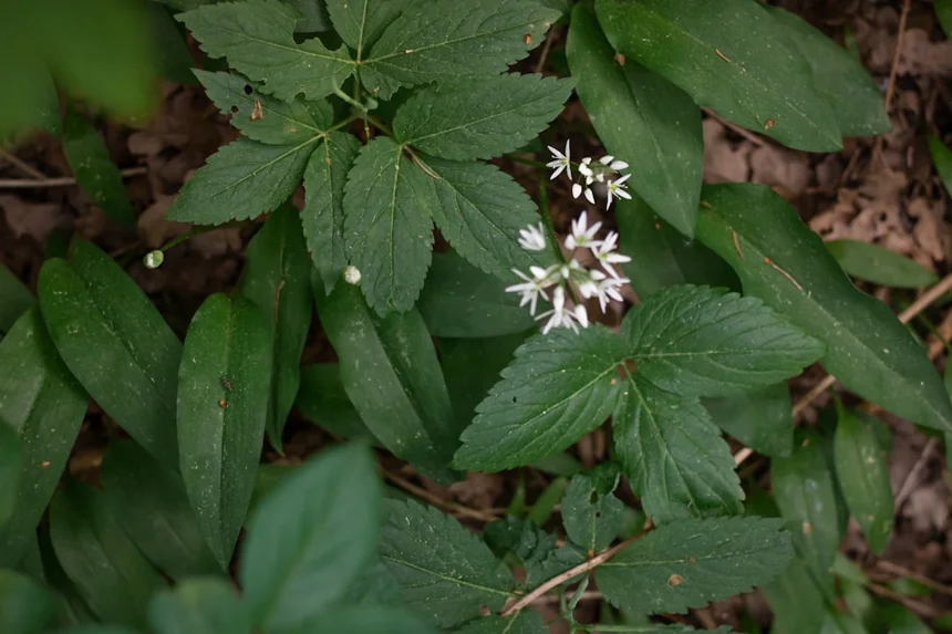 Herbalism