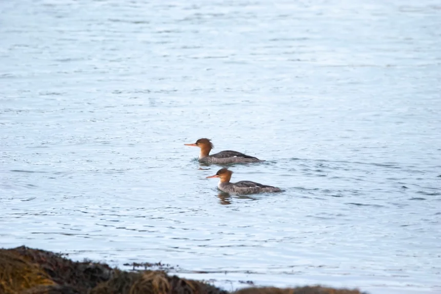 Juvenile