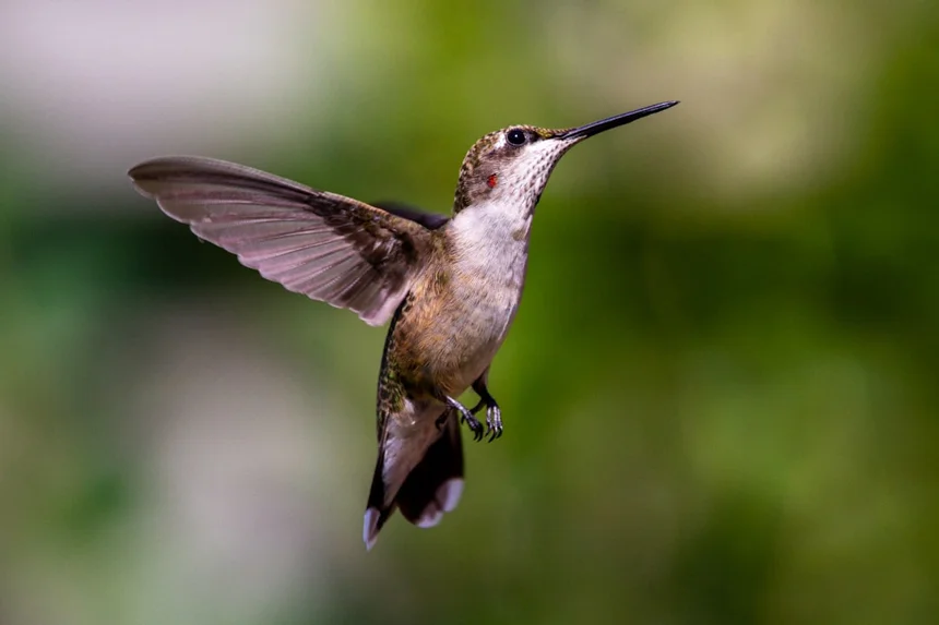 Juvenile