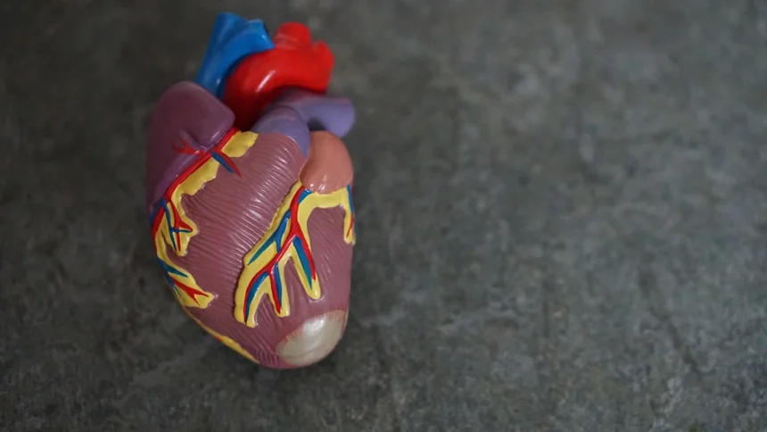 Liver