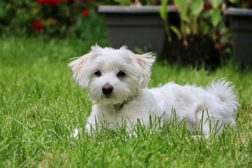 Maltese 0