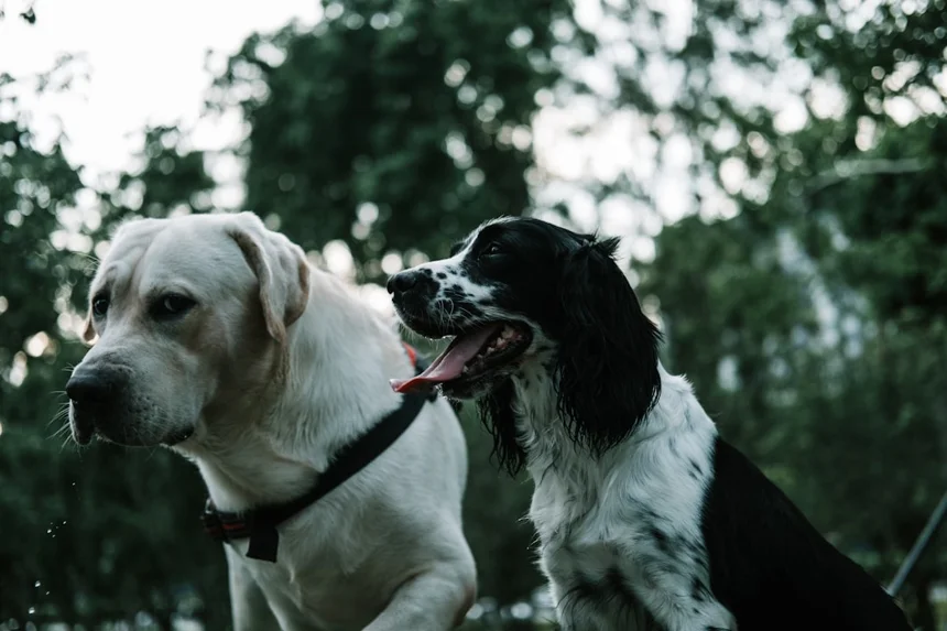 Pet Park