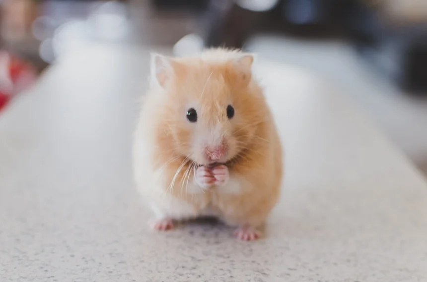 Pet