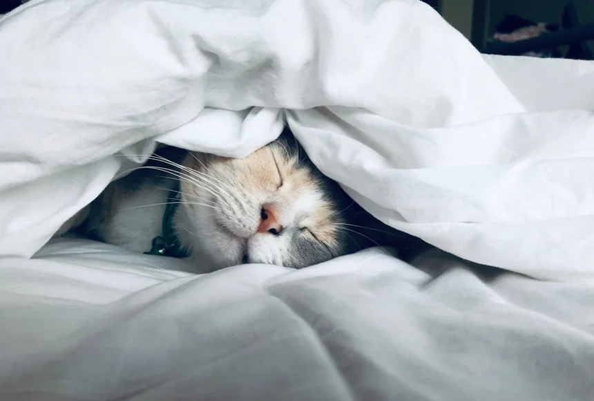 Pet
