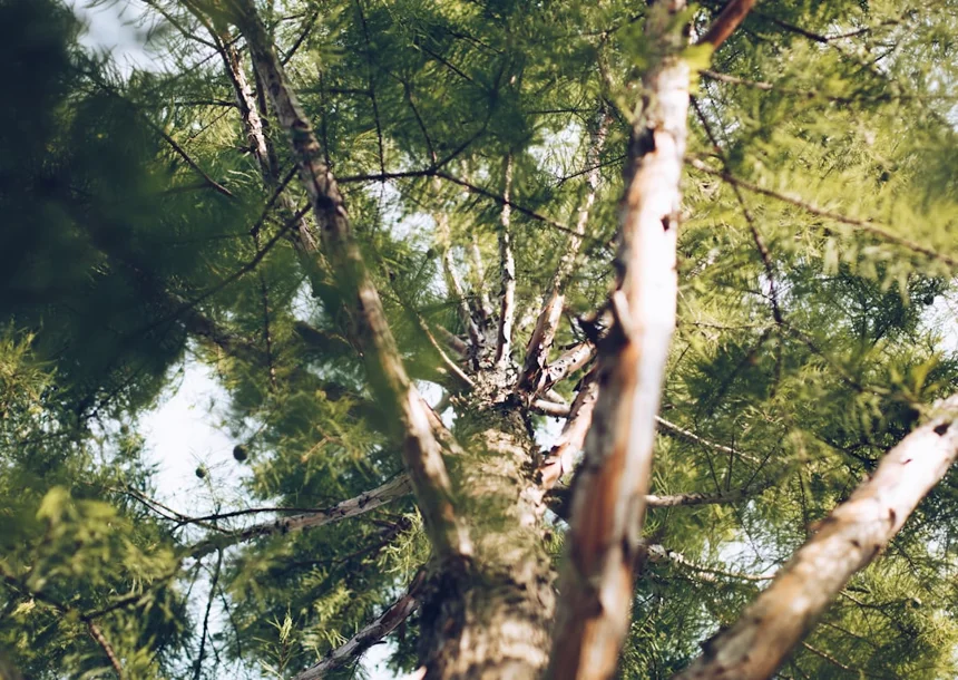 Pine needle