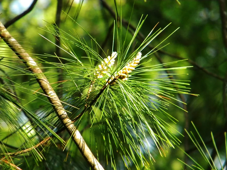 Pine needles