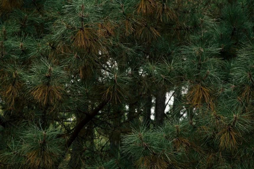 Pine needles