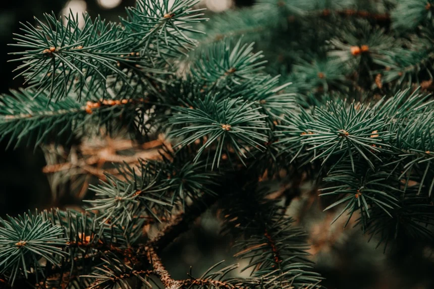 Pine