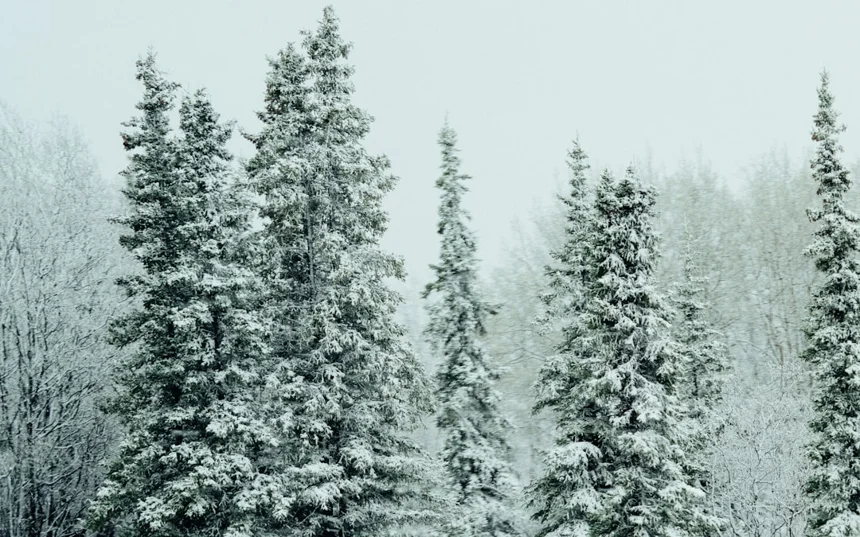 Pine