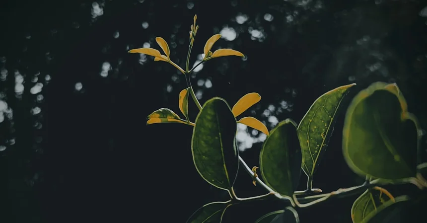 Saju