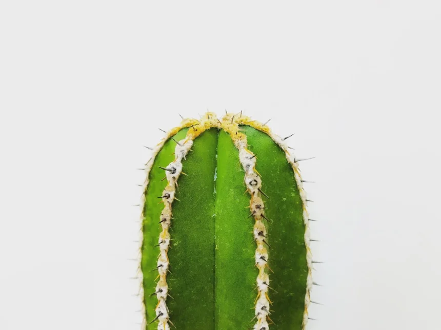 Spike.