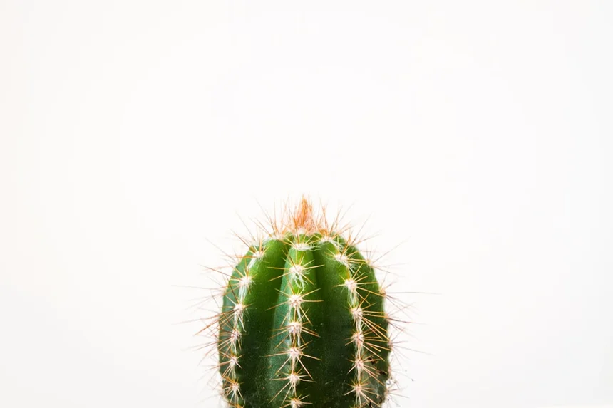 Spike